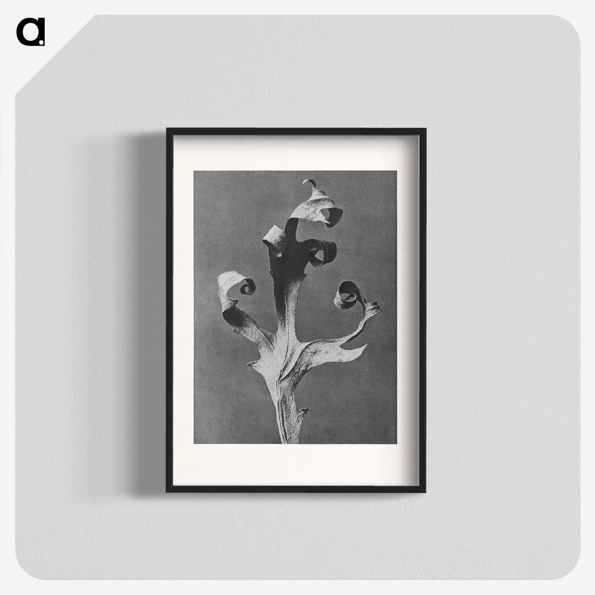 1-96_Karl-Blossfeldt_blk