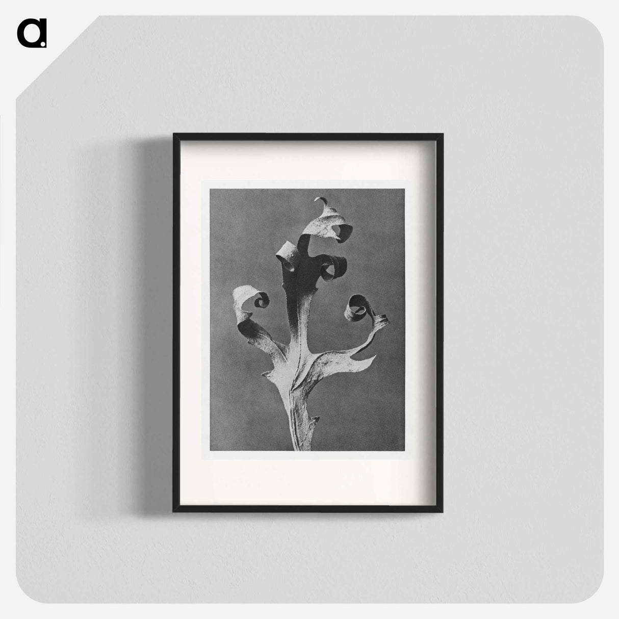 Silphium Laciniatum (Compass Plant) - Karl Blossfeldt Poster.