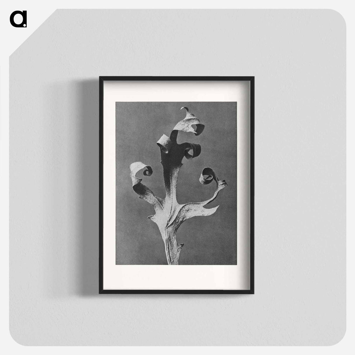 Silphium Laciniatum (Compass Plant) - カール ブロスフェルト Poster.