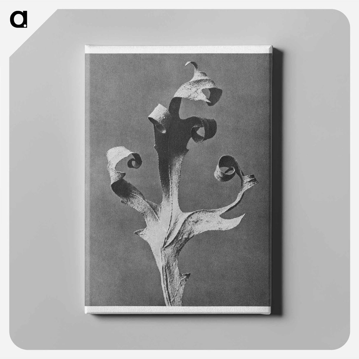 Silphium Laciniatum (Compass Plant) - Karl Blossfeldt Canvas.