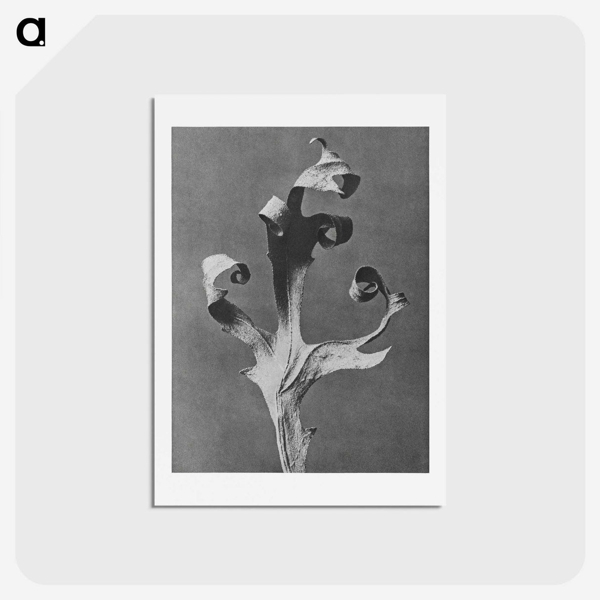 1-96_Karl-Blossfeldt_hagaki