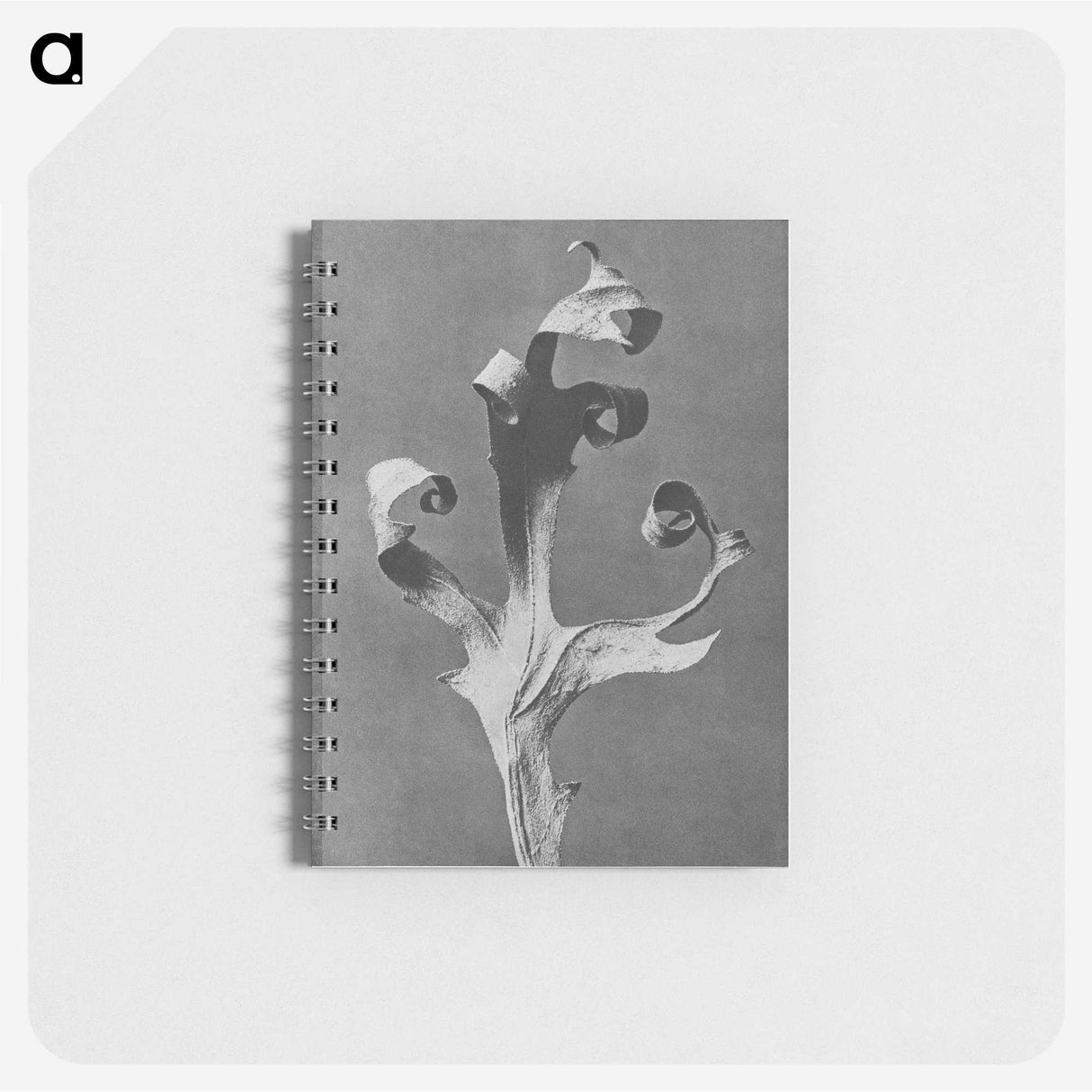 1-96_Karl-Blossfeldt_memo