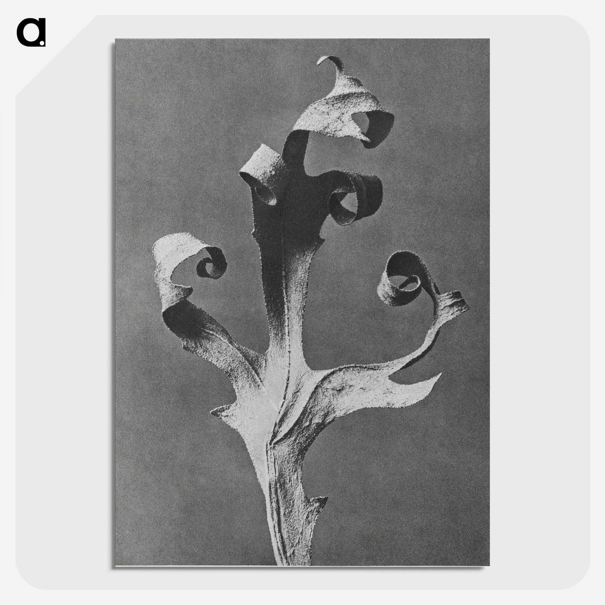 1-96_Karl-Blossfeldt_picture-crop