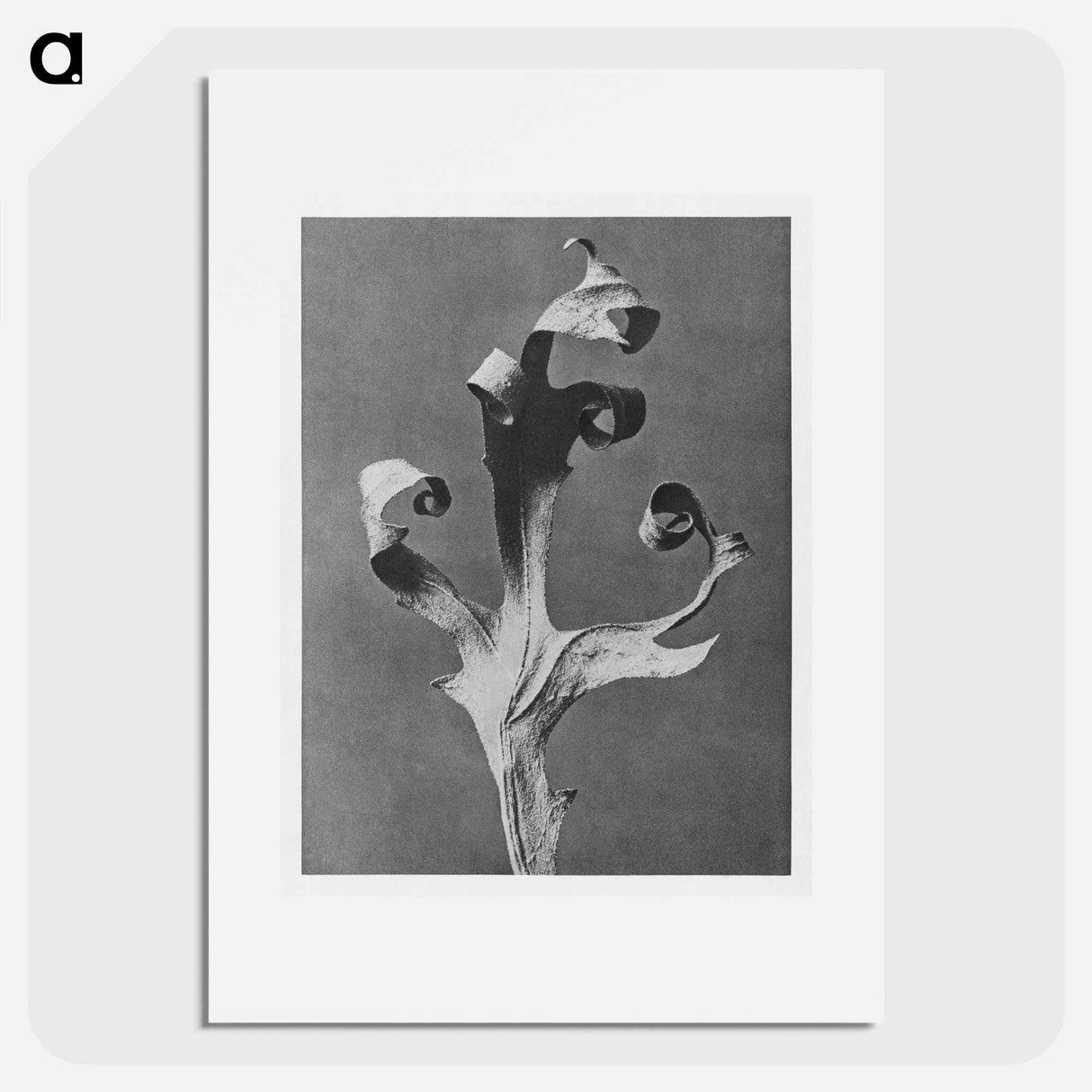 Silphium Laciniatum (Compass Plant) - Karl Blossfeldt Poster.