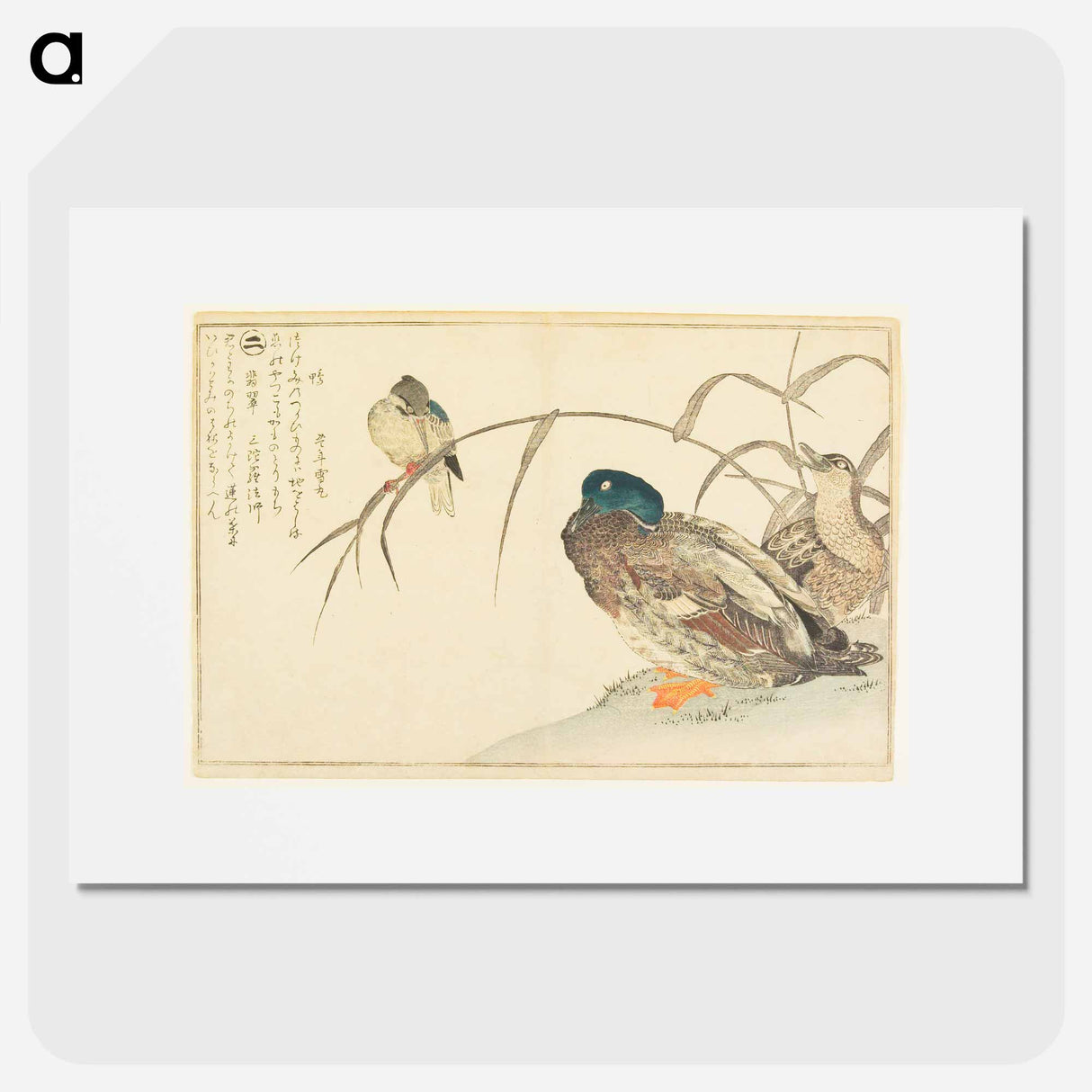 Mallards and a Kingfisher - 喜多川 歌麿 Poster.