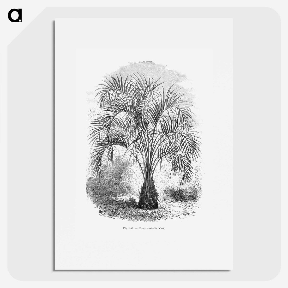 1-96_Les-Palmiers-Histoire-Iconographique_picture
