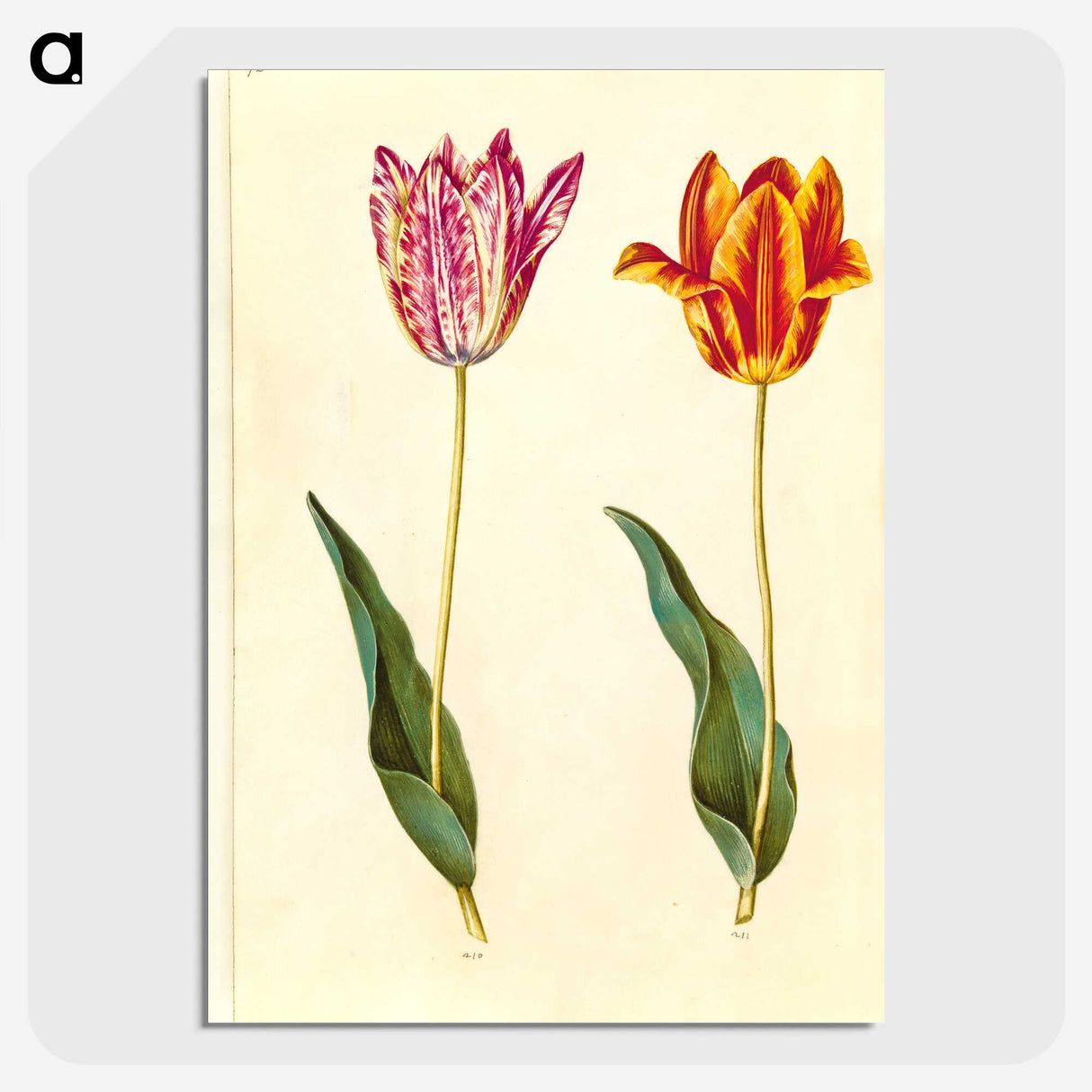 1-96_Maria-Sibylla-Merian_picture-crop