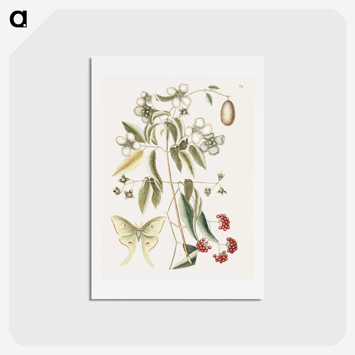 1-96_Mark-Catesby_hagaki