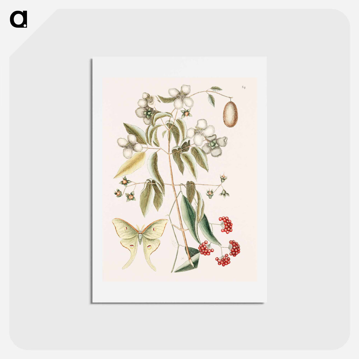 アートポストカード-Four-eye'd Night Butterfly
- マーク ケイツビー Postcard.