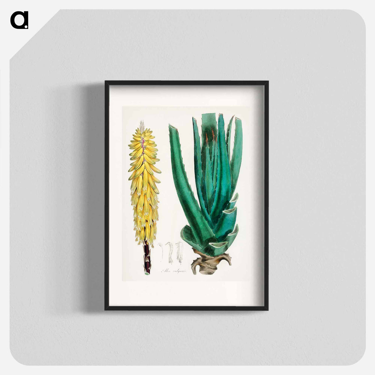 アートポスター-Aloe vulgaris Illustration
- 薬用植物学 Poster.