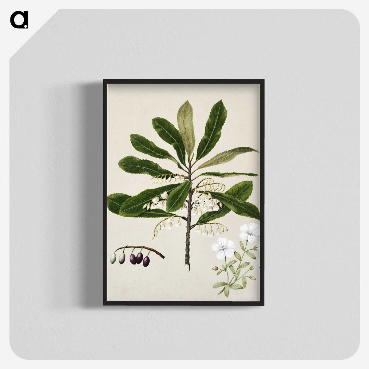 1-96_Native-Flowering-Plants-of-New-Zealand_blk-crop