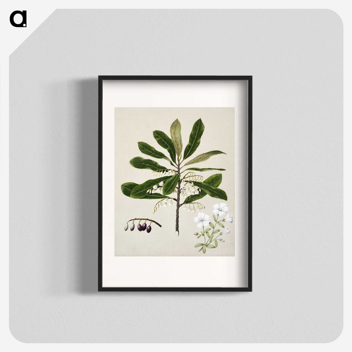 1-96_Native-Flowering-Plants-of-New-Zealand_blk