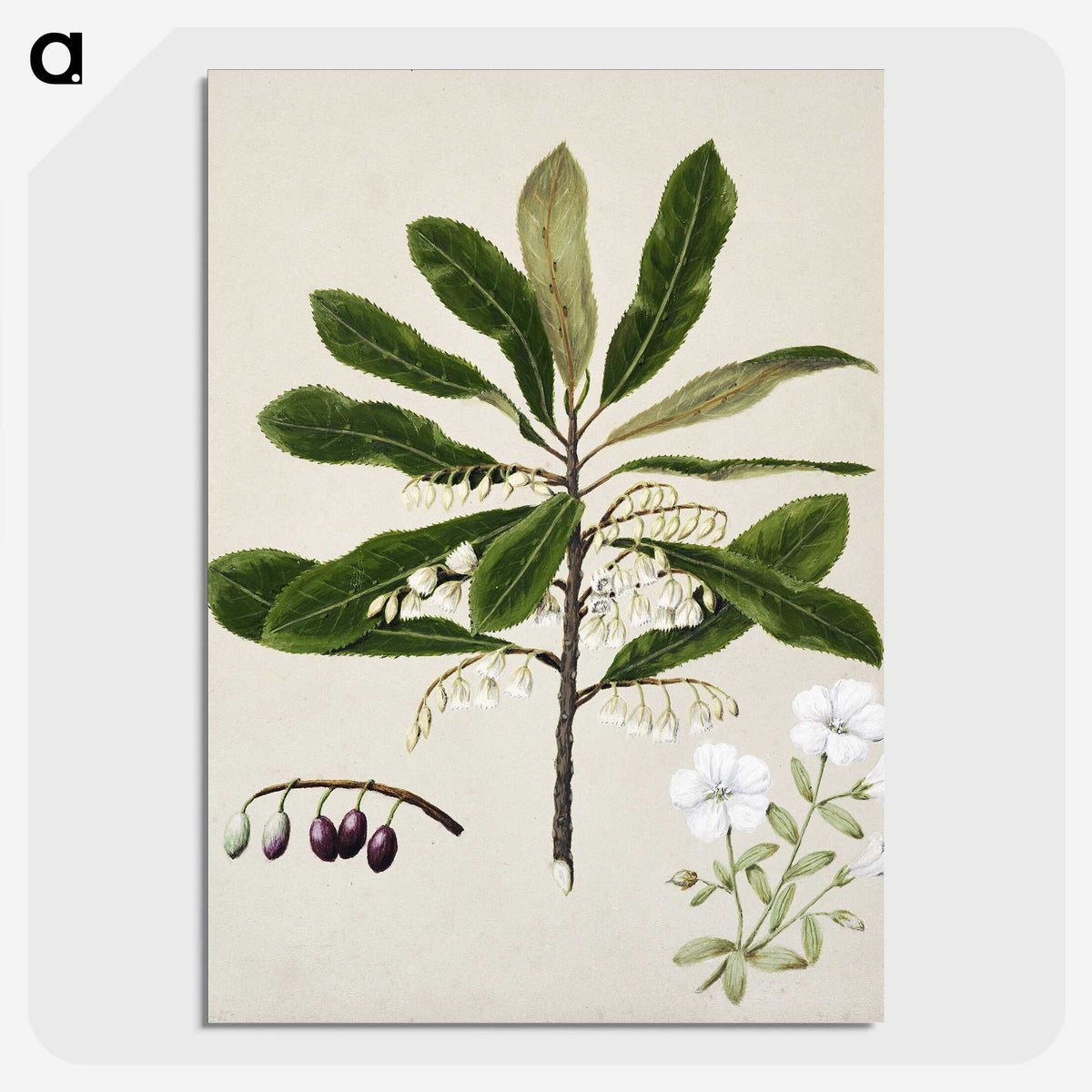 1-96_Native-Flowering-Plants-of-New-Zealand_picture-crop