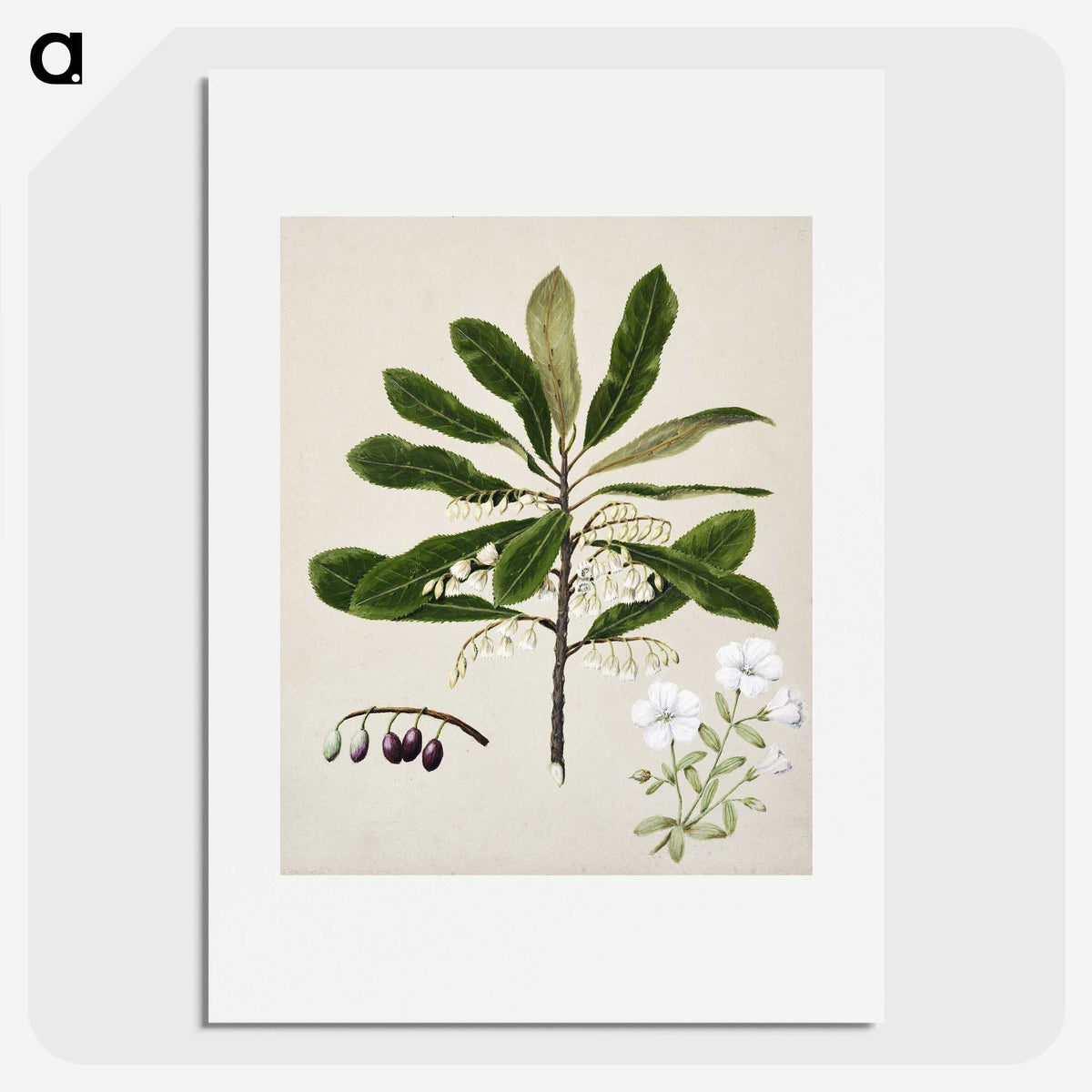 1-96_Native-Flowering-Plants-of-New-Zealand_picture