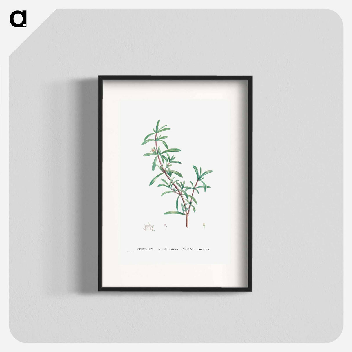 Sesuvium Portulacastrum (Sea Purslane) - Pierre Joseph Redouté Poster.