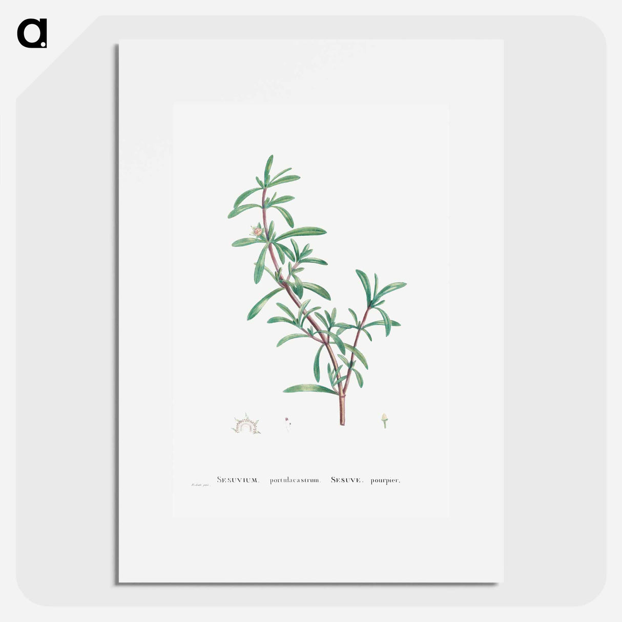 Sesuvium Portulacastrum (Sea Purslane) - Pierre Joseph Redouté Poster.