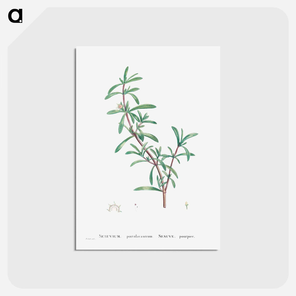 アートポストカード-Sesuvium Portulacastrum (Sea Purslane) - ピエール ジョゼフ ルドゥーテ Postcard.
