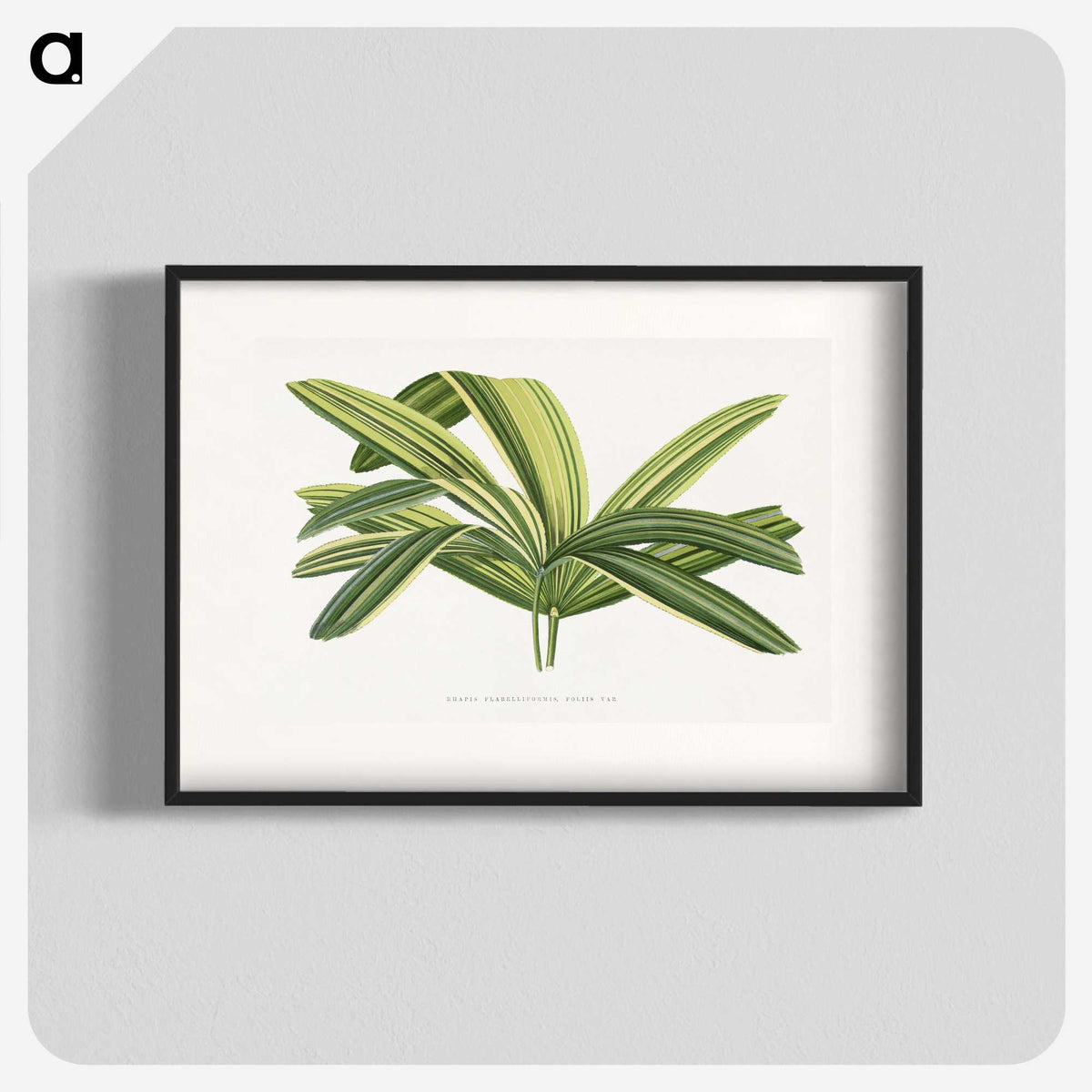 1-96_Plants-with-Colored-Foliage_blk