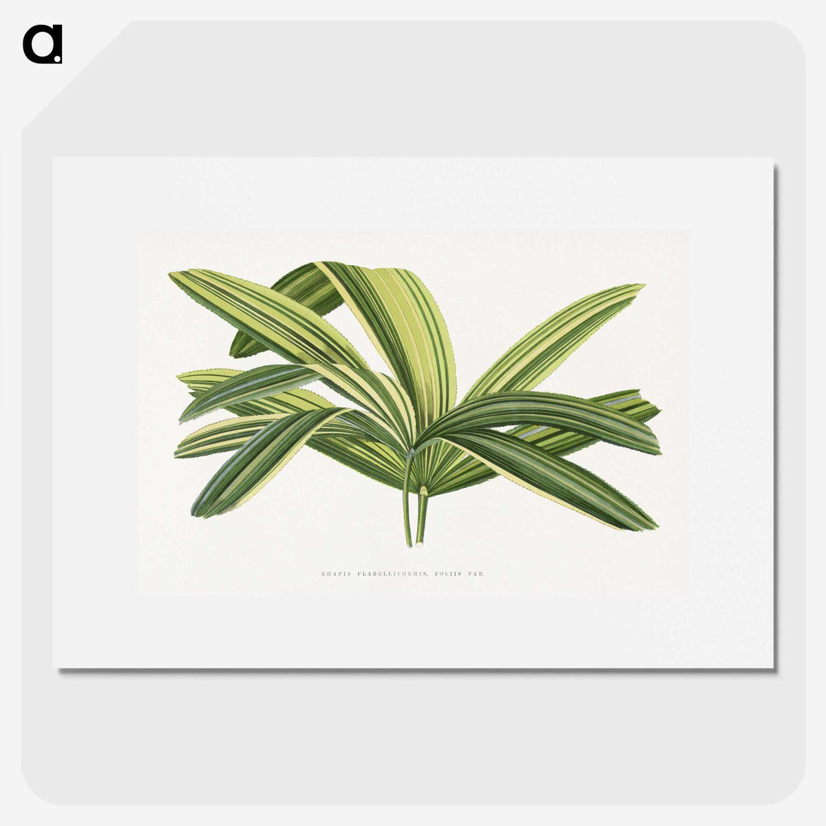 1-96_Plants-with-Colored-Foliage_picture