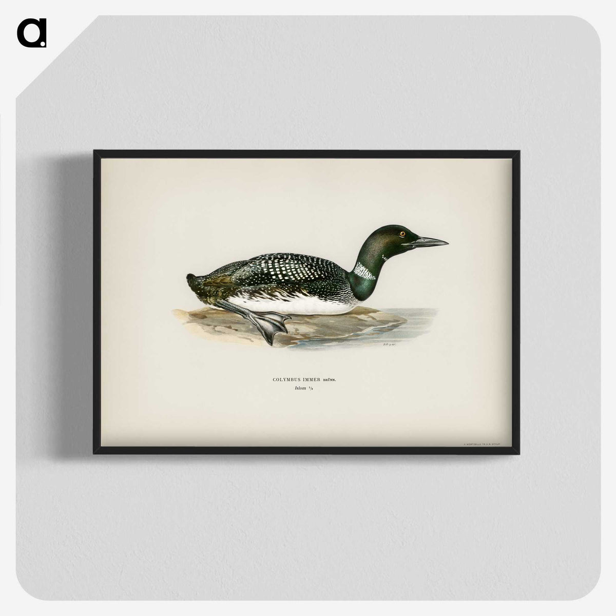 1-96_Svenska-Faglar_blk-crop