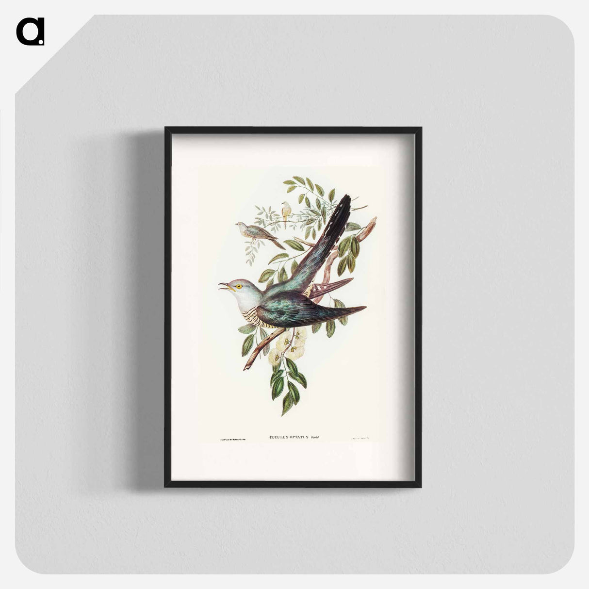 アートポスター-Australian Cuckoo
- オーストラリアの鳥 Poster.