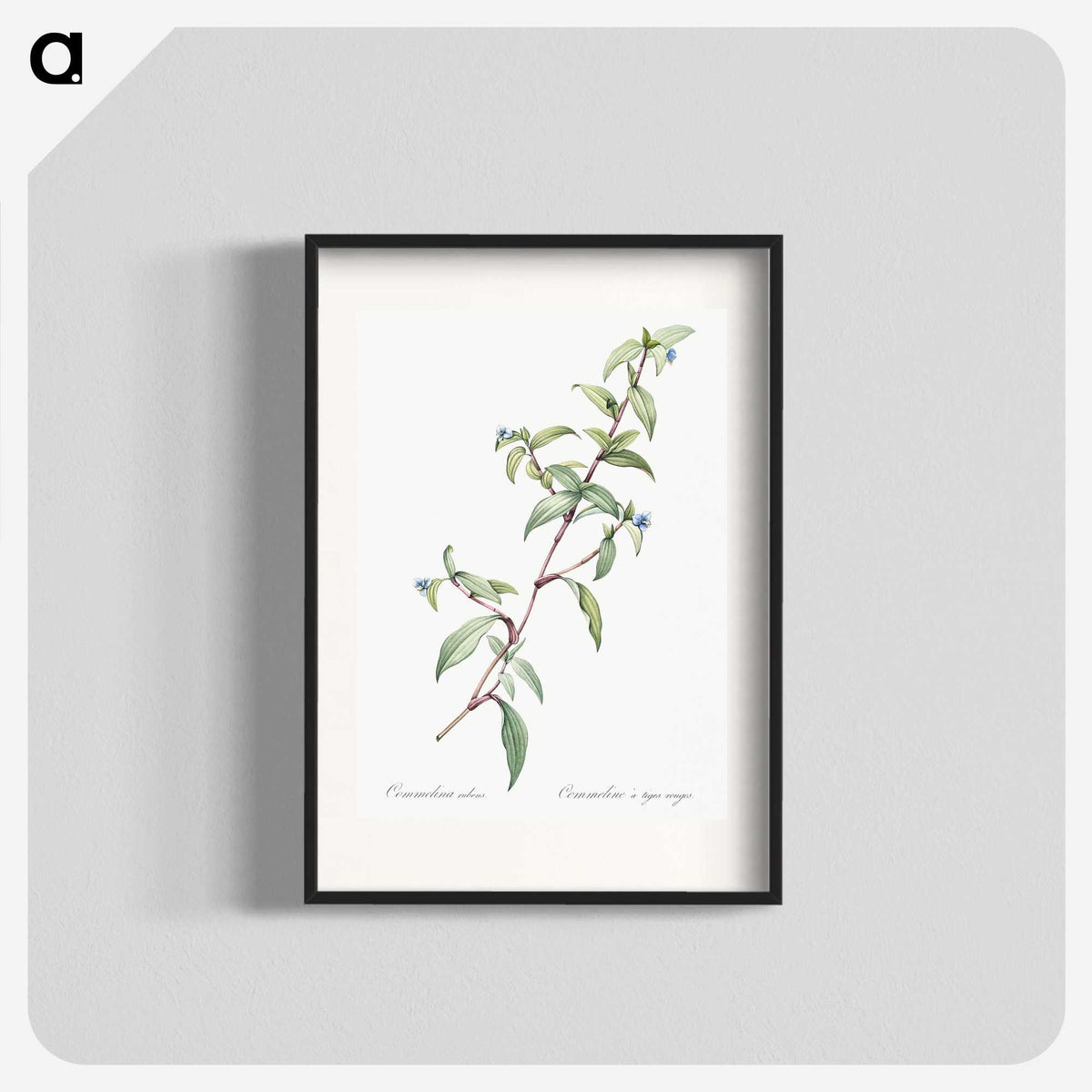 1-96_The-Lilies_blk