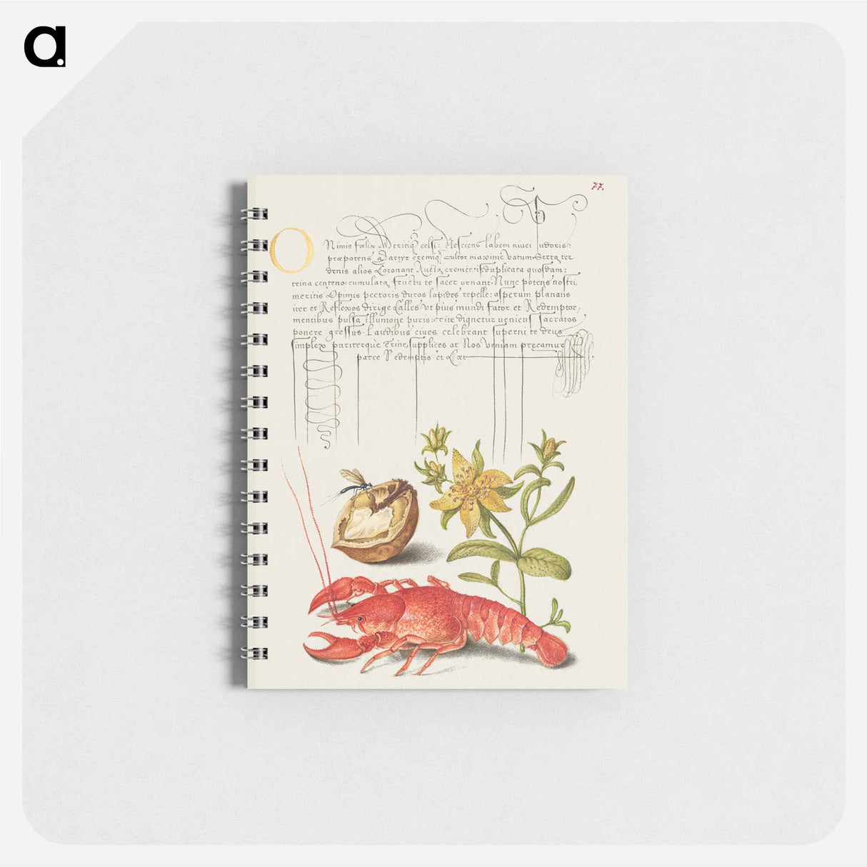 アートメモ帳-Insect, English Walnut, Saint John's Wort, and Crayfish
- 書道のお手本 Memo.
