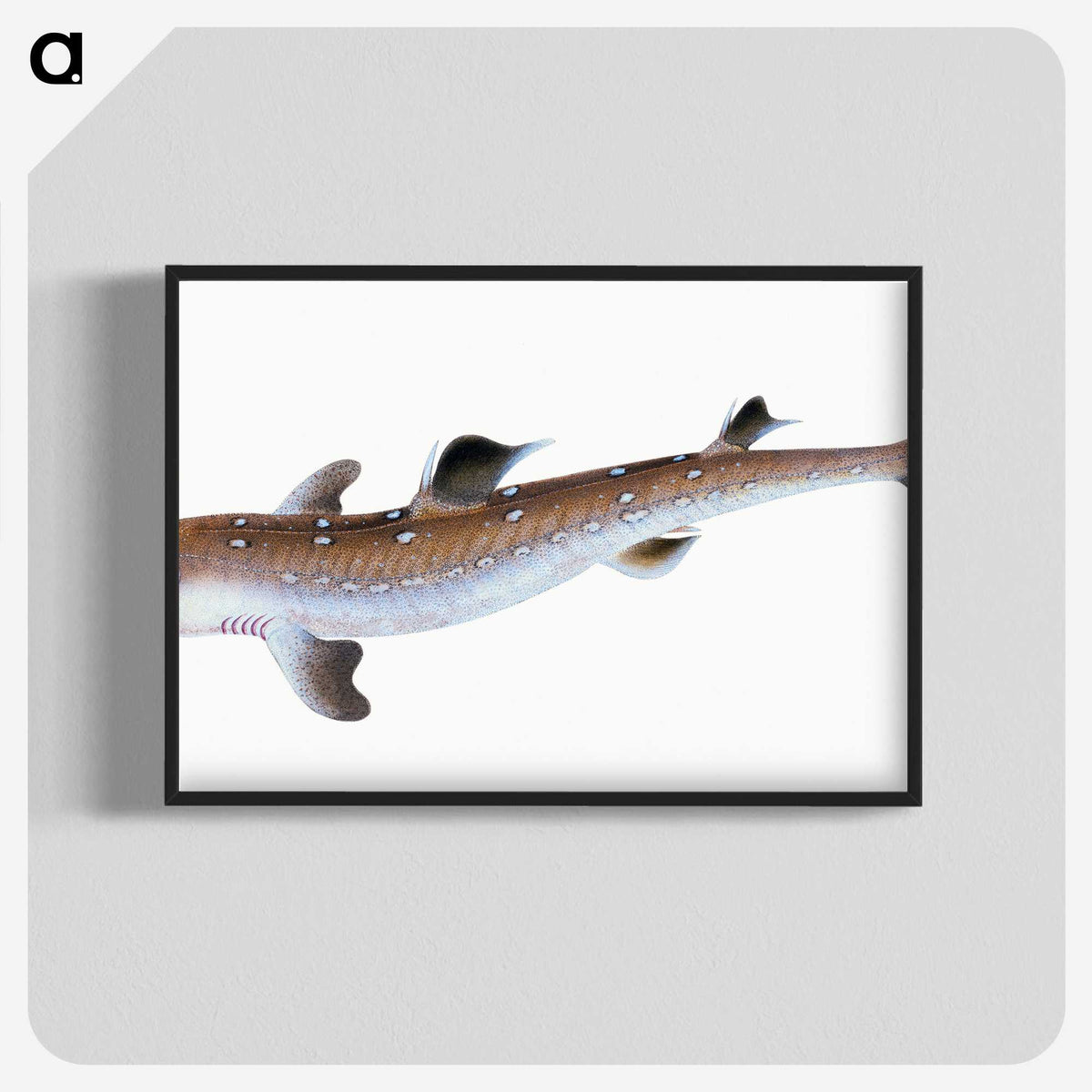 1-96_The-Natural-History-of-British-Fishes_blk-crop