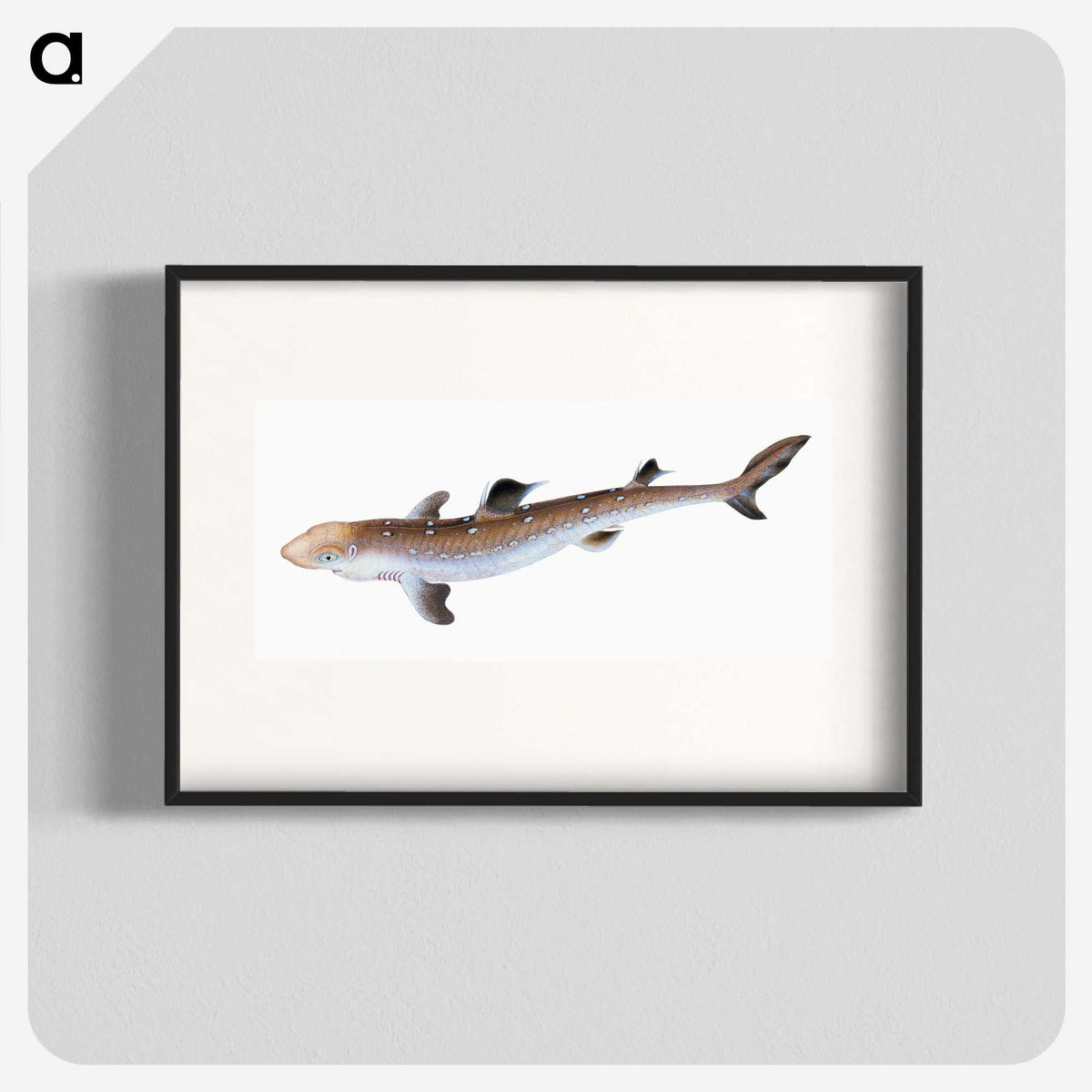 1-96_The-Natural-History-of-British-Fishes_blk