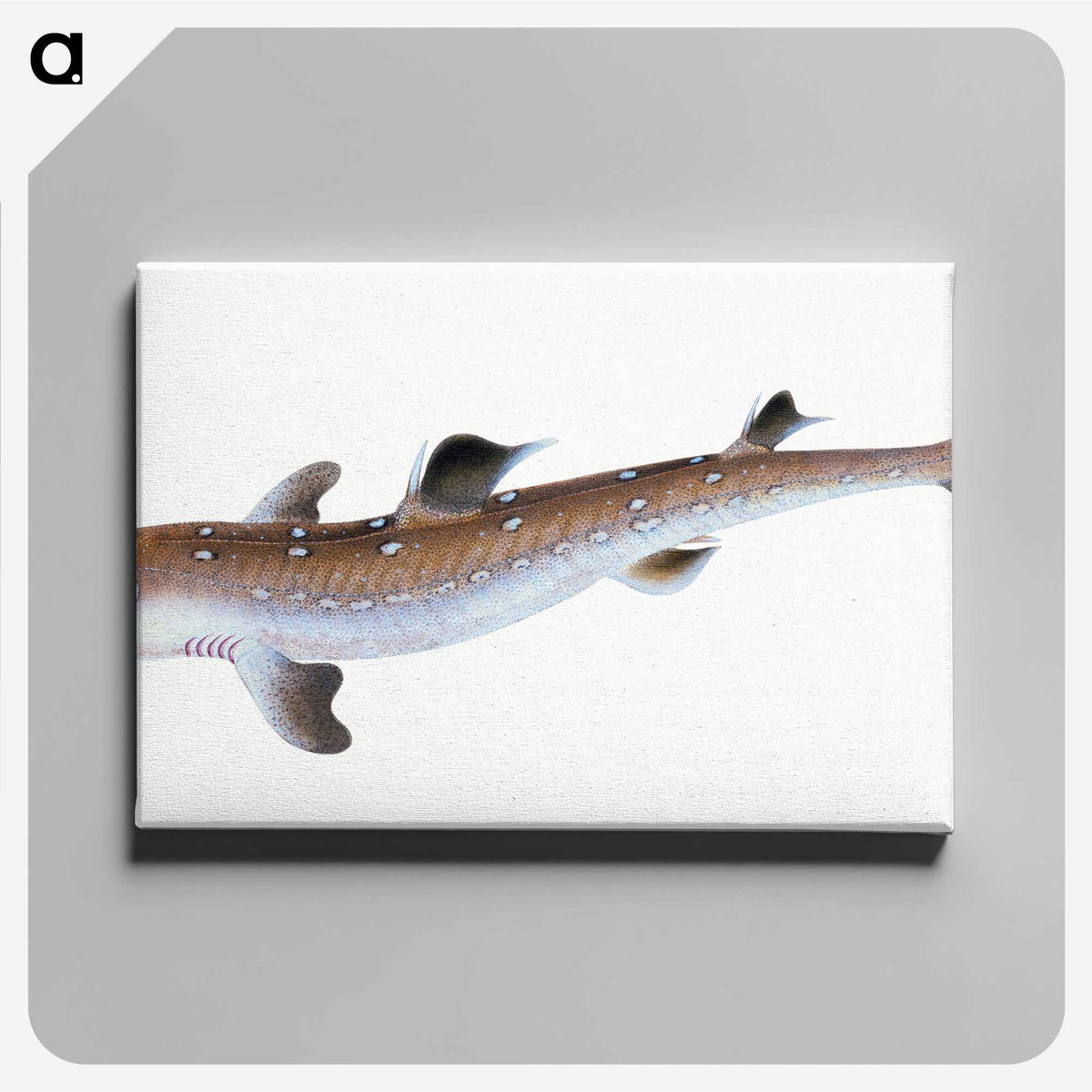 1-96_The-Natural-History-of-British-Fishes_canvas