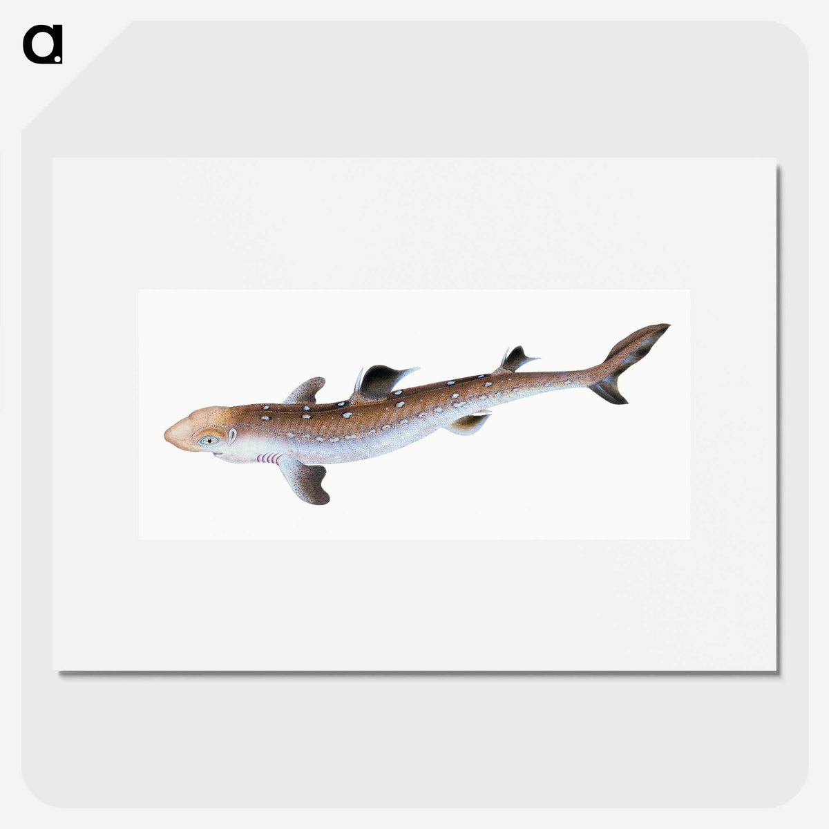 1-96_The-Natural-History-of-British-Fishes_picture