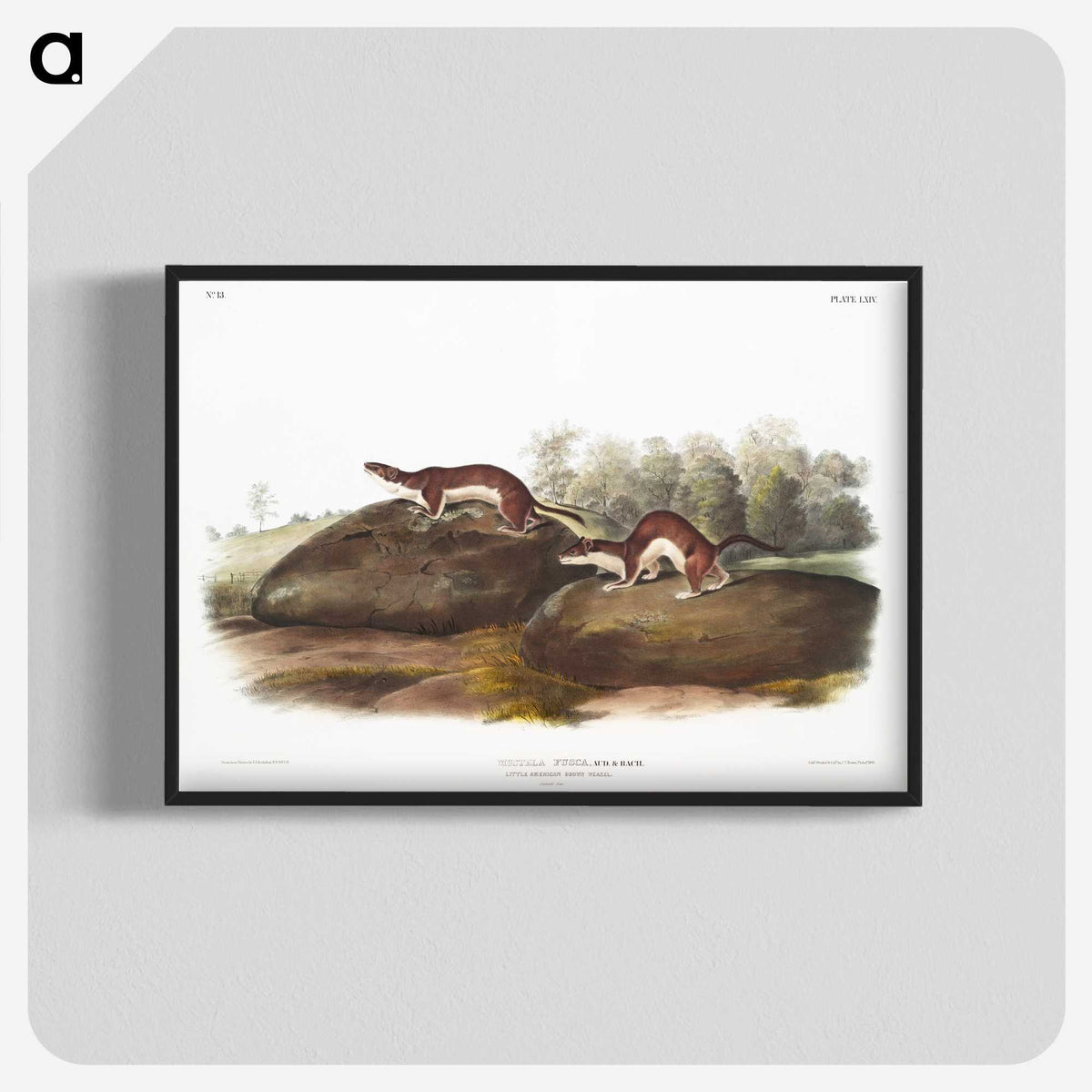 1-96_The-Viviparous-Quadrupeds_blk-crop