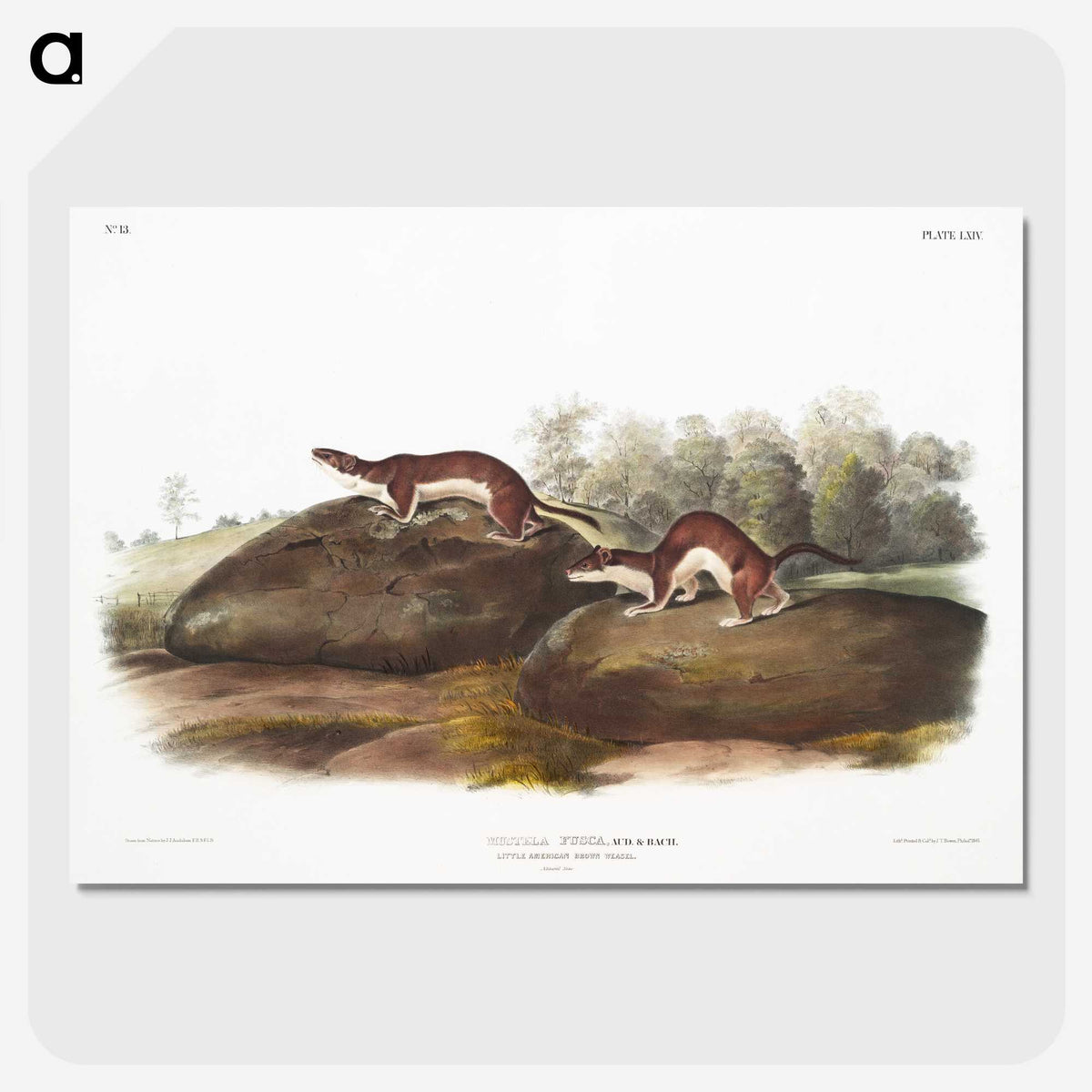 1-96_The-Viviparous-Quadrupeds_picture-crop
