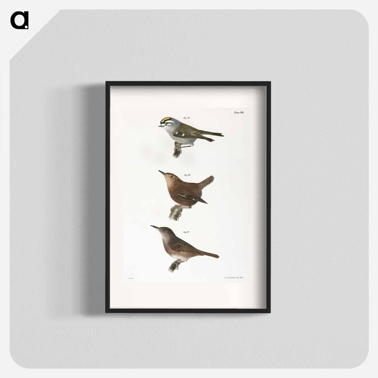 The Golden-crested Kinglet - ニューヨークの動物学 Poster.