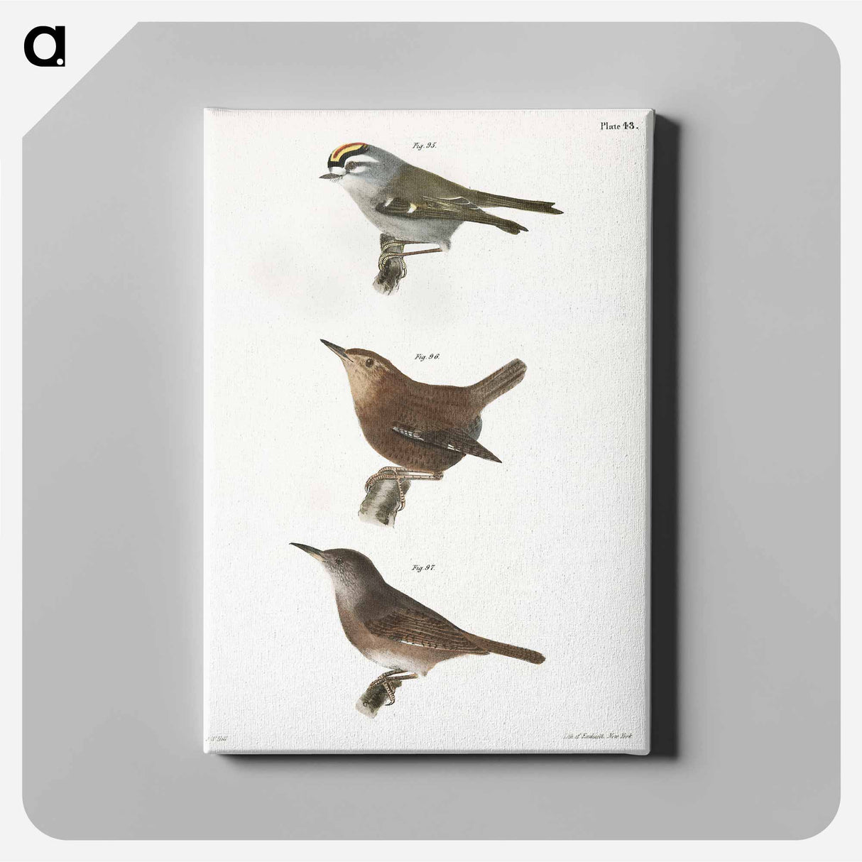 The Golden-crested Kinglet - ニューヨークの動物学 Canvas.