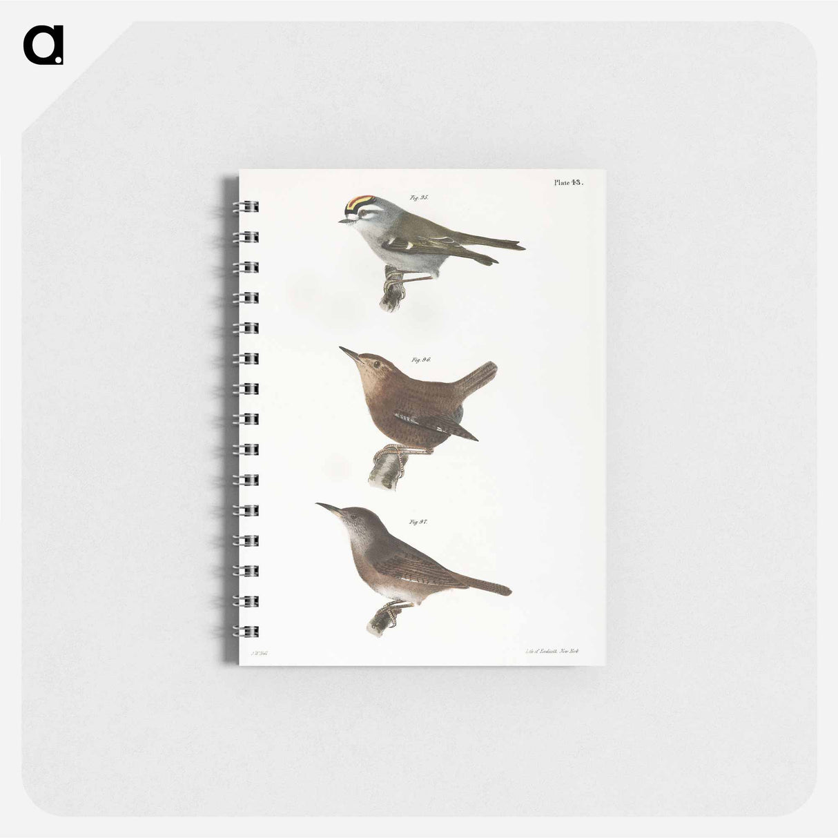 The Golden-crested Kinglet - ニューヨークの動物学 Memo.