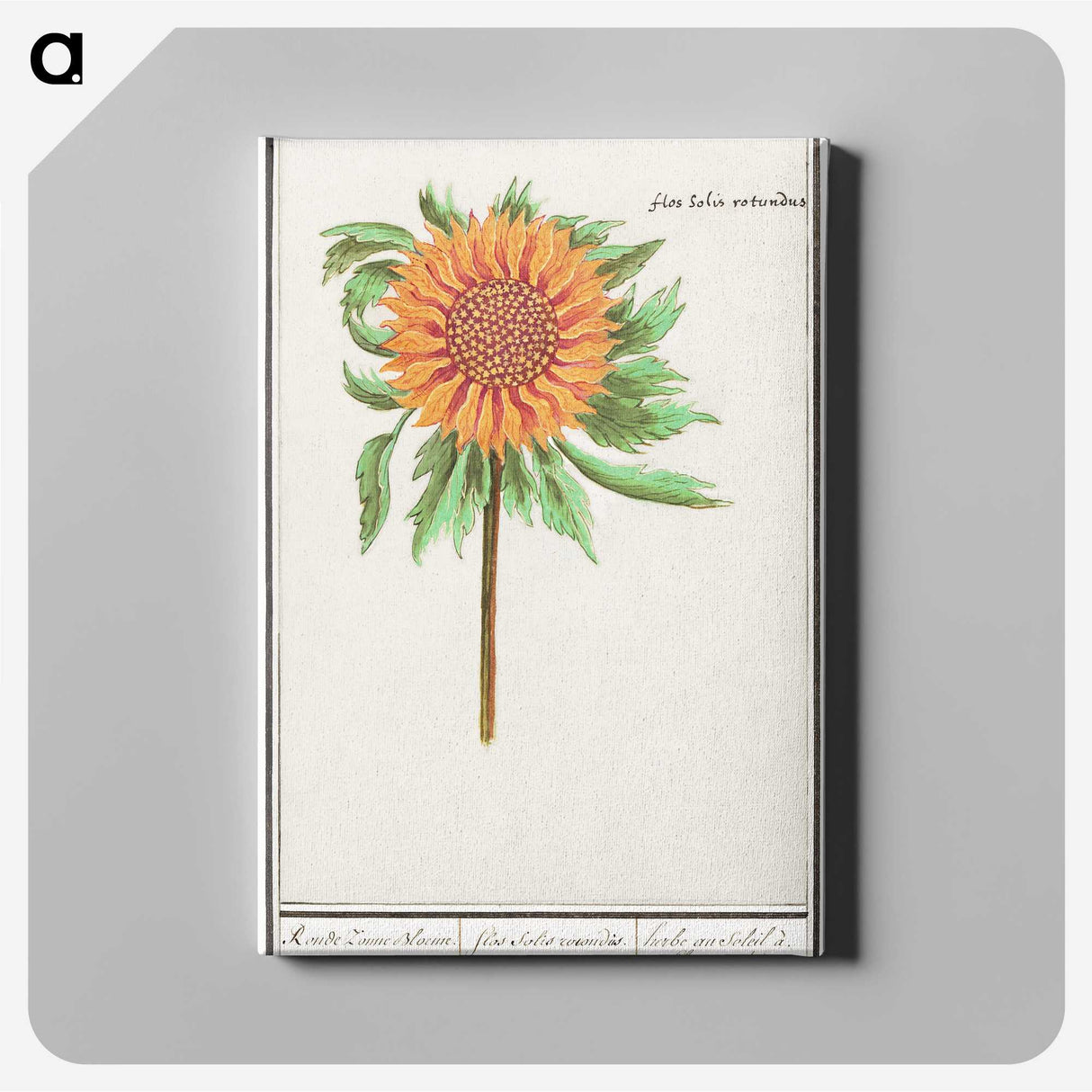 1-97_Anselmus-Boetius-de-Boodt_canvas