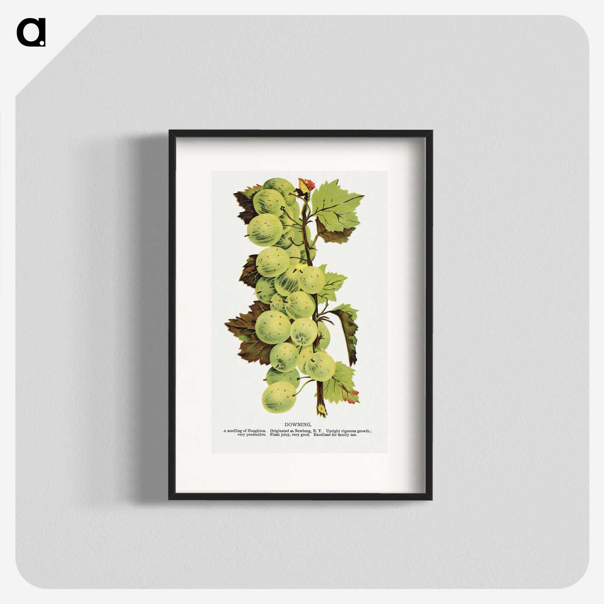 1-97_Botanical-Specimen-Plates_blk