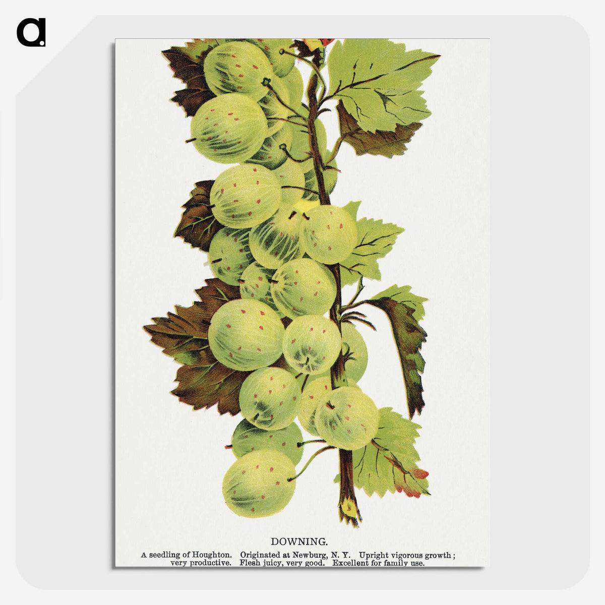 1-97_Botanical-Specimen-Plates_picture-crop