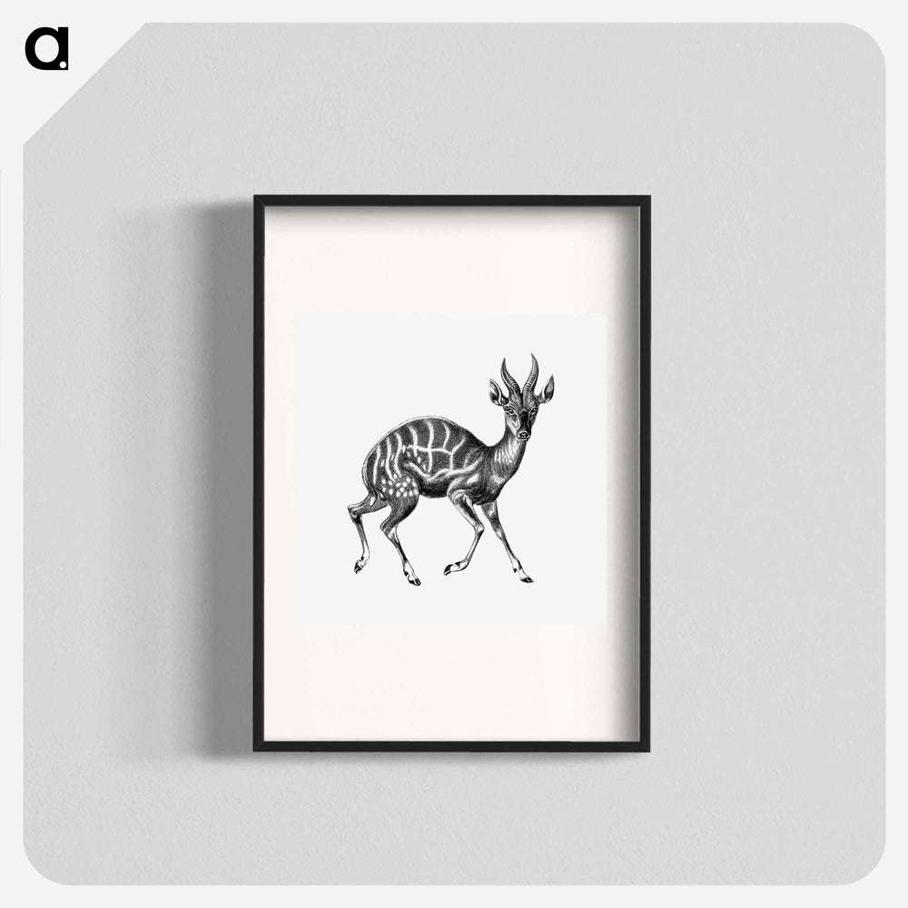 Vintage antelope wildlife illustration - エルンスト ヘッケル Poster.