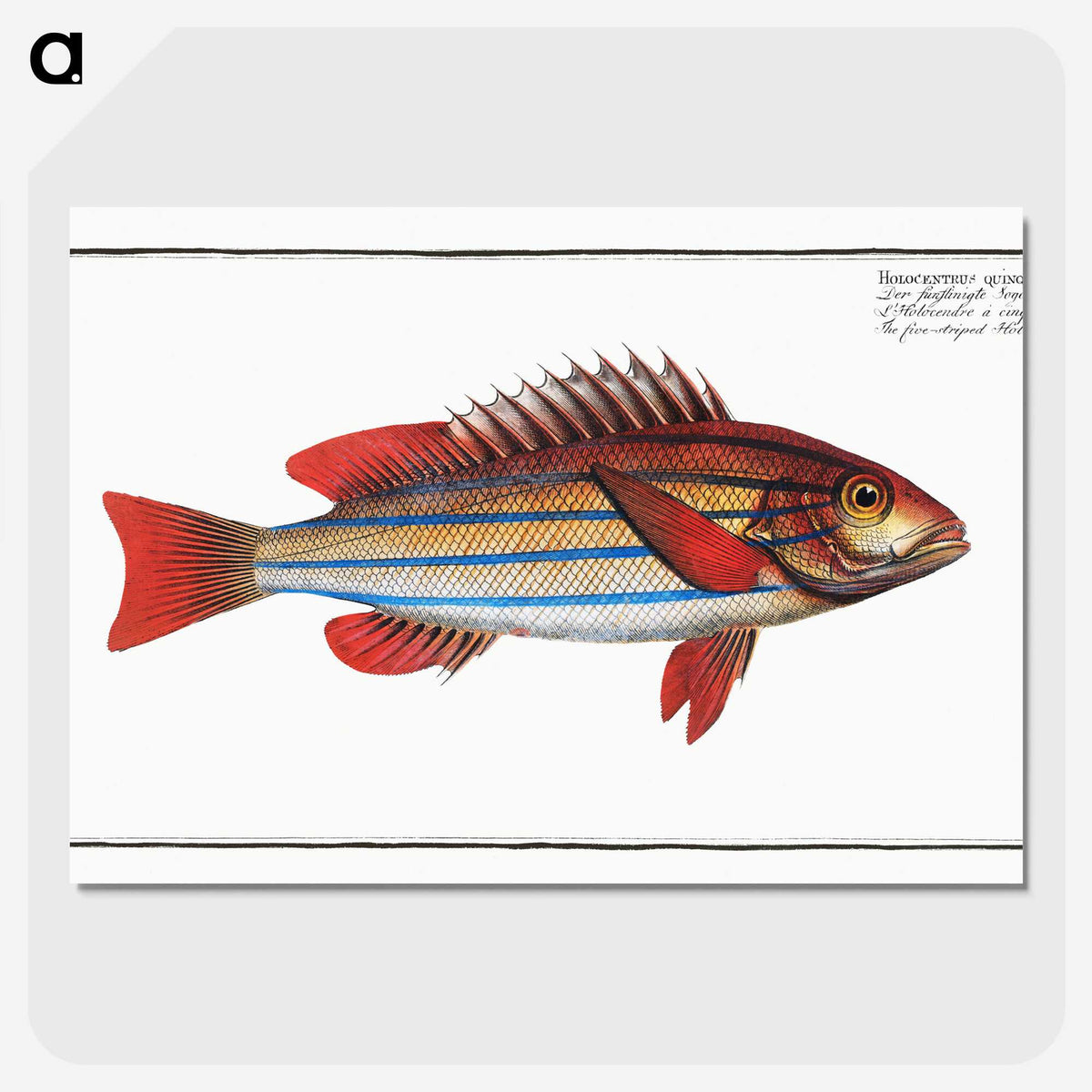 1-97_Ichtyologie-ou-Histoire-naturelle_picture-crop
