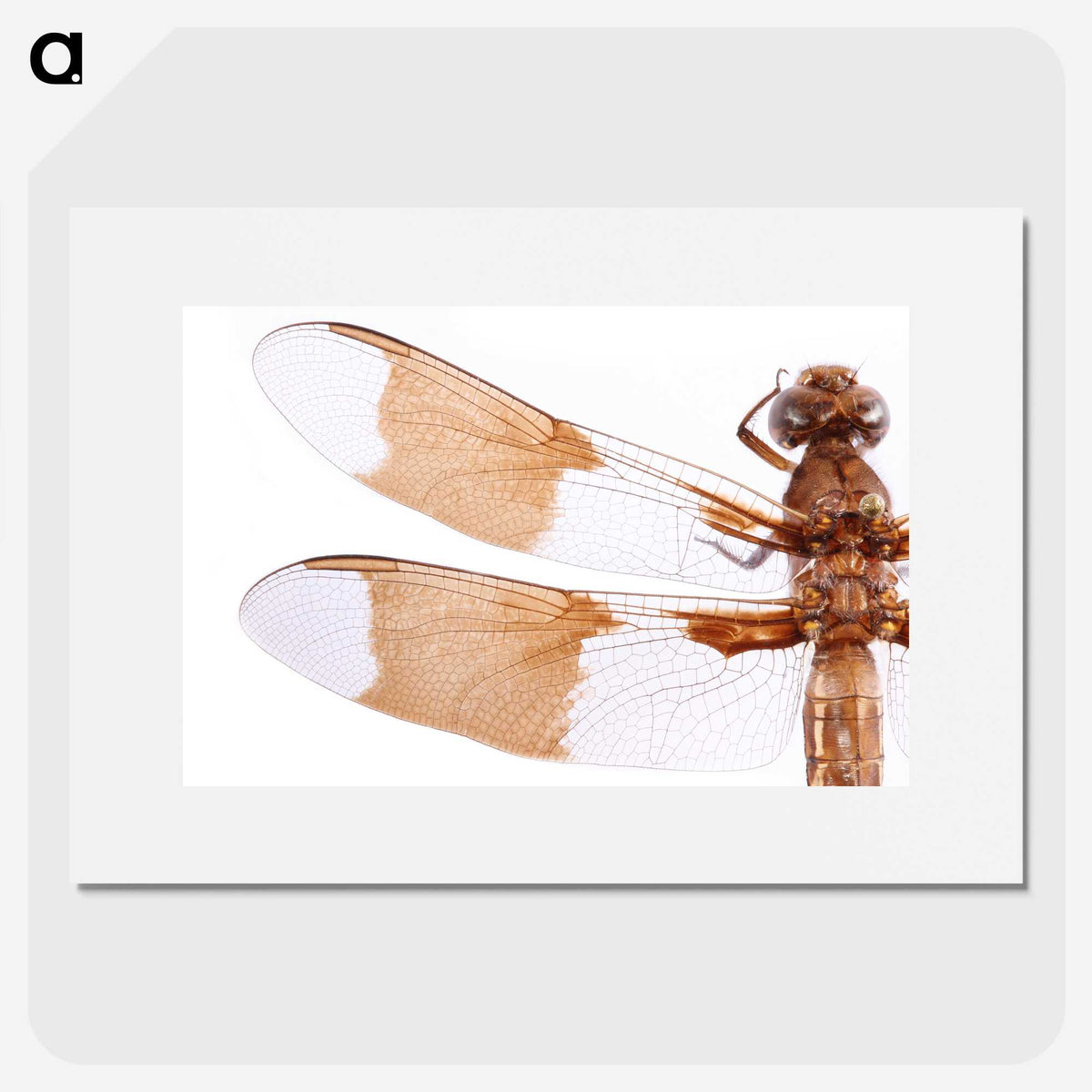 1-97_Insects-Unlocked-Project_picture