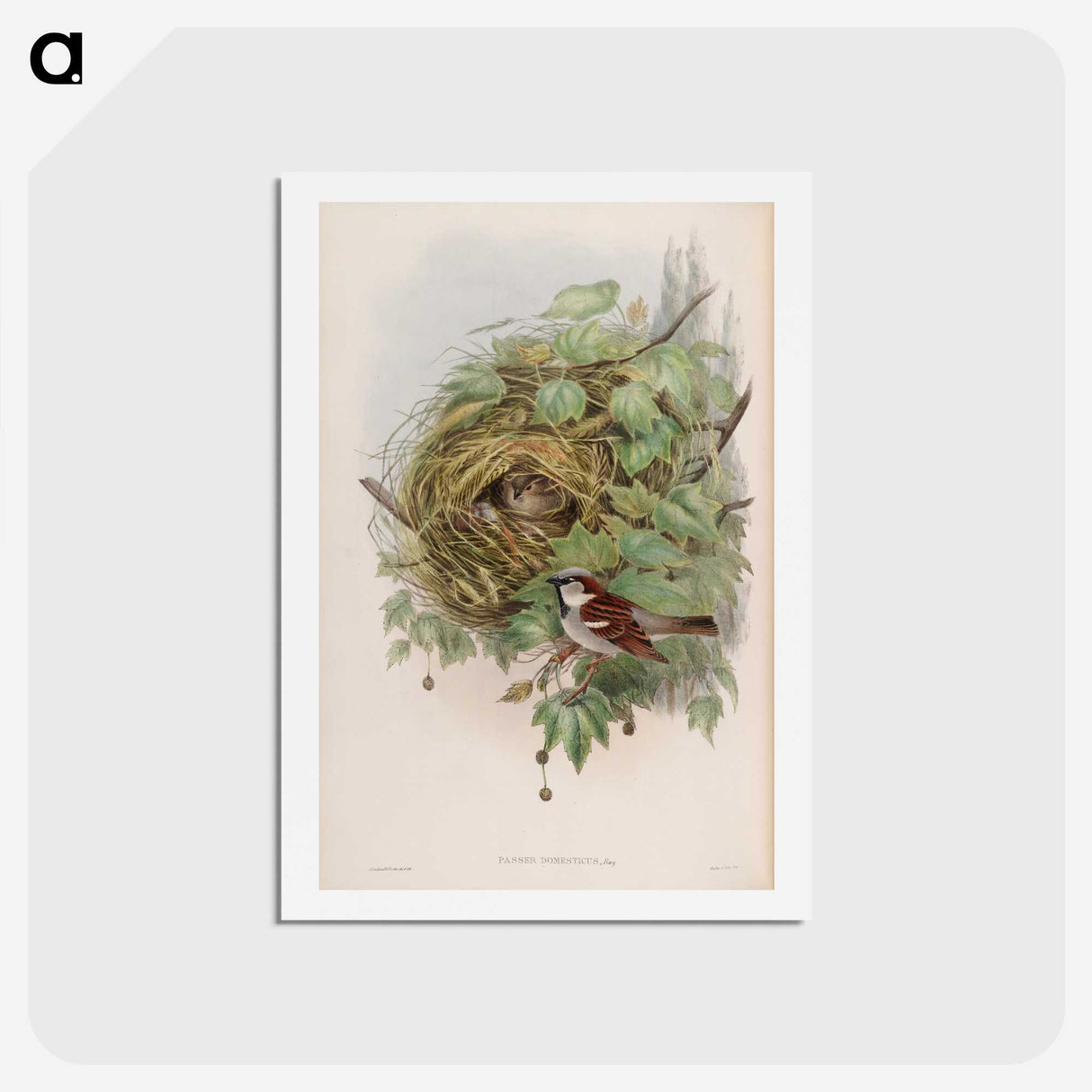 1-97_John-Gould_hagaki