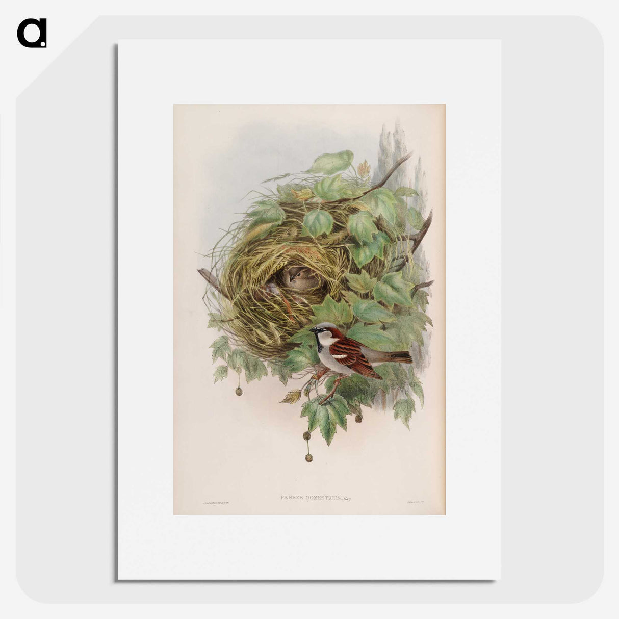 1-97_John-Gould_picture