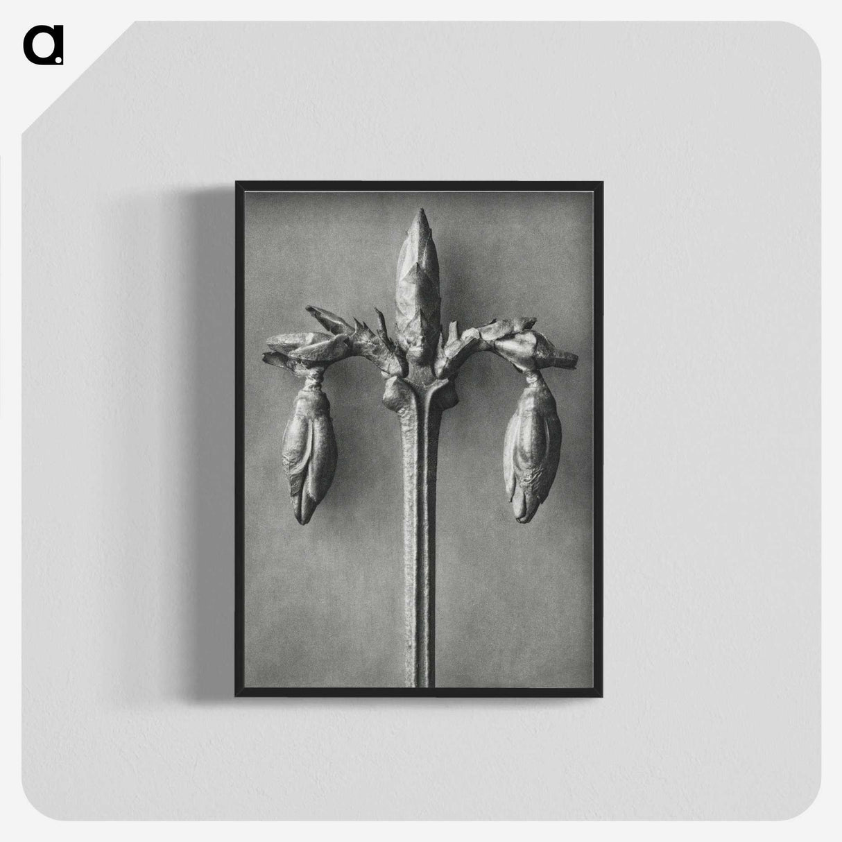 1-97_Karl-Blossfeldt_blk-crop
