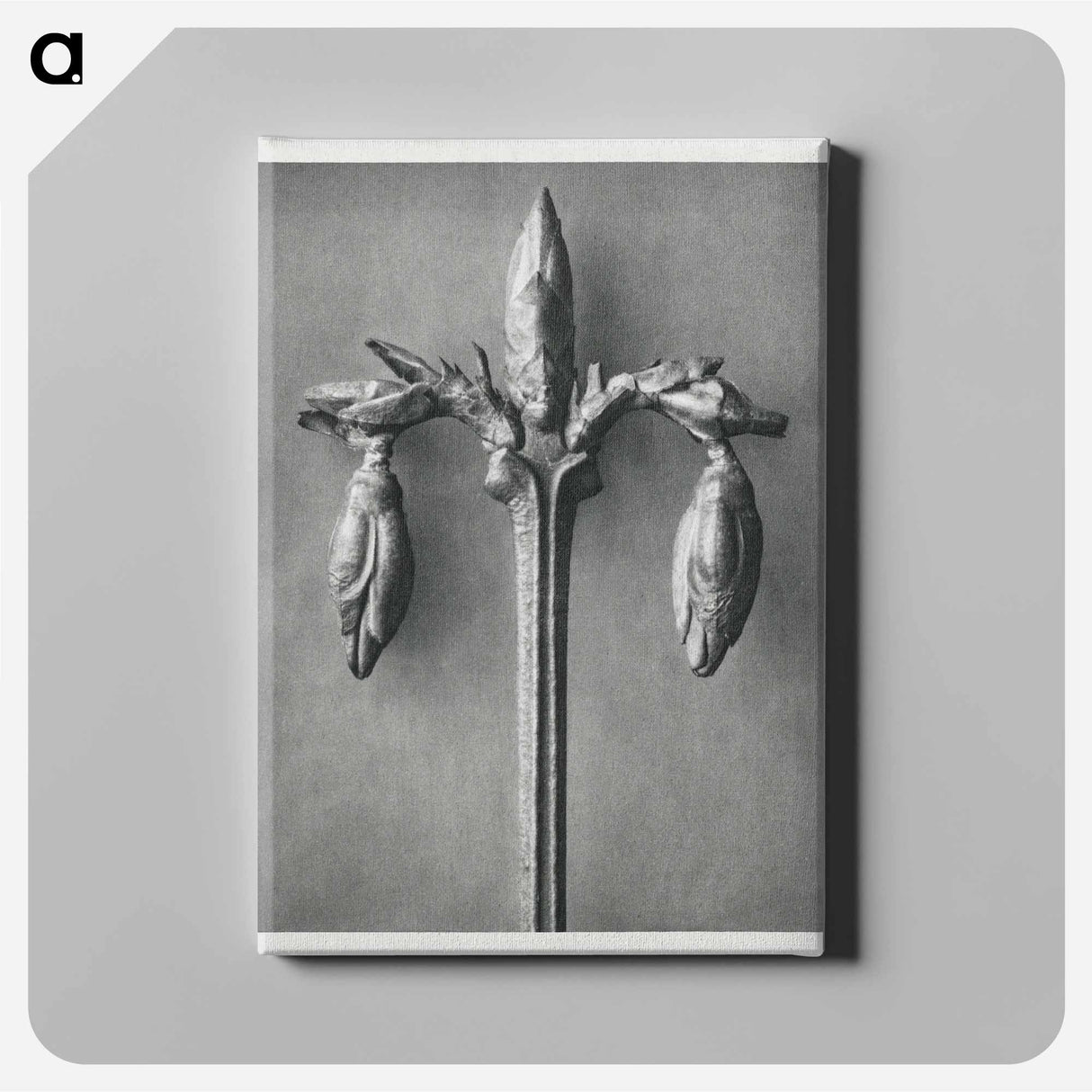 Forsythia Suspensa - Karl Blossfeldt Canvas.