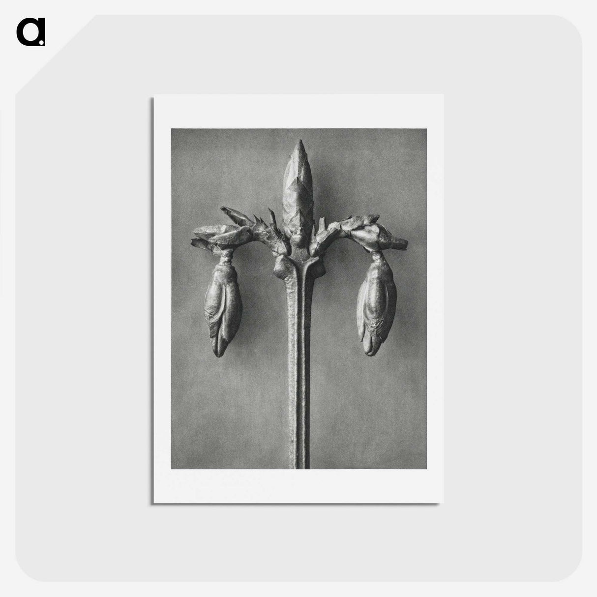1-97_Karl-Blossfeldt_hagaki