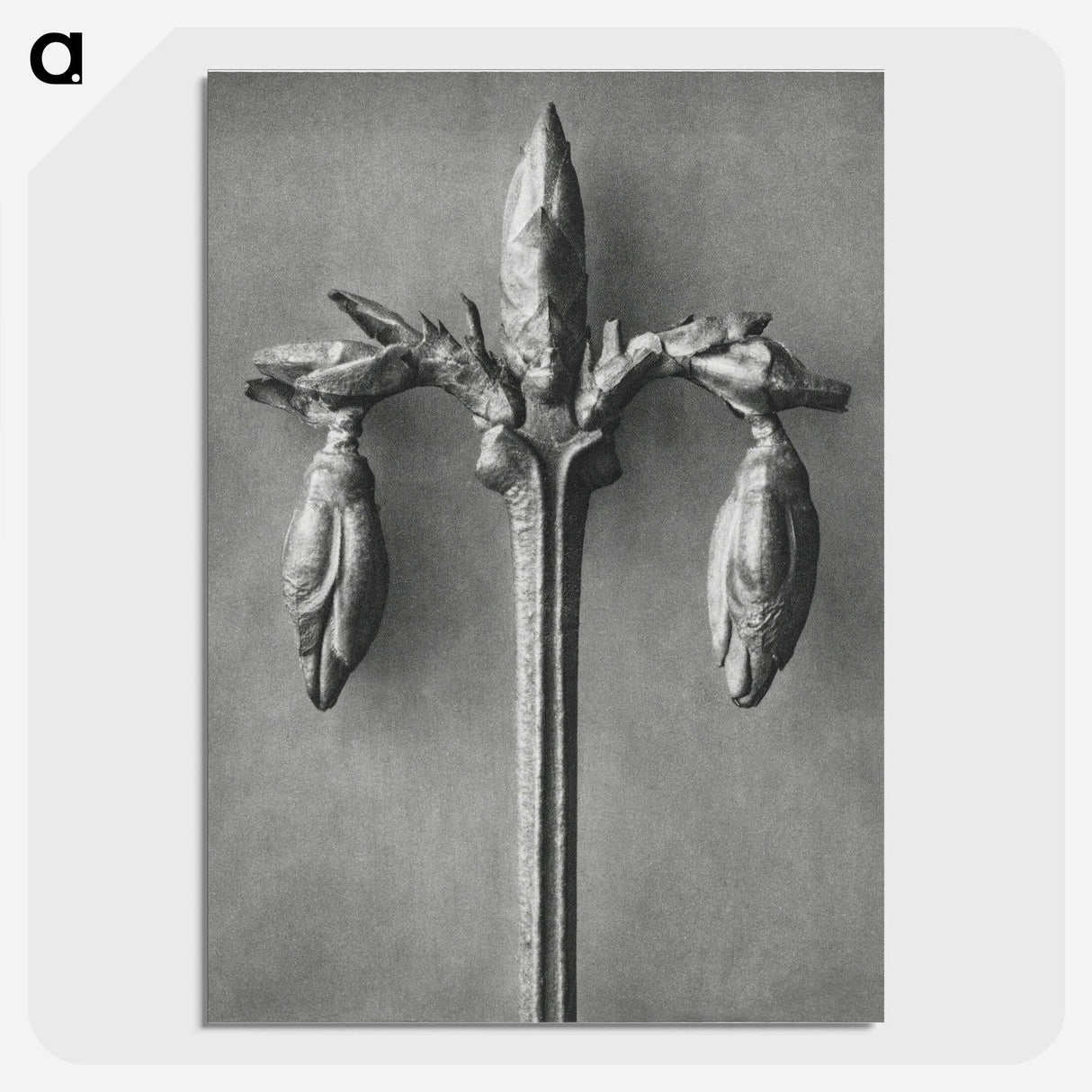 1-97_Karl-Blossfeldt_picture-crop