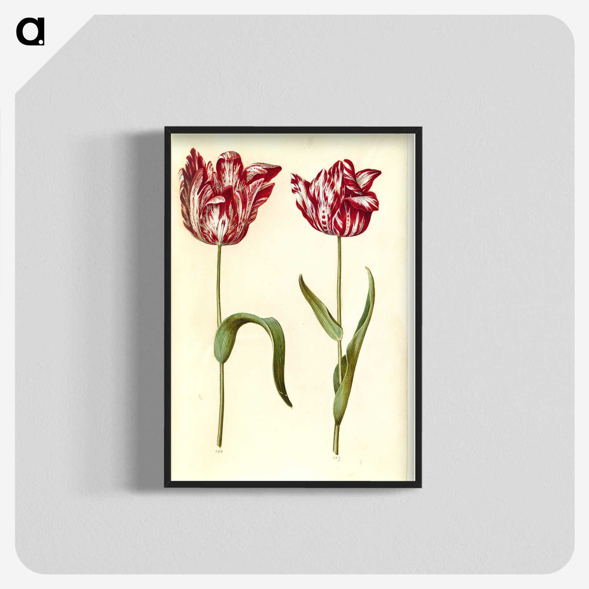 1-97_Maria-Sibylla-Merian_blk-crop