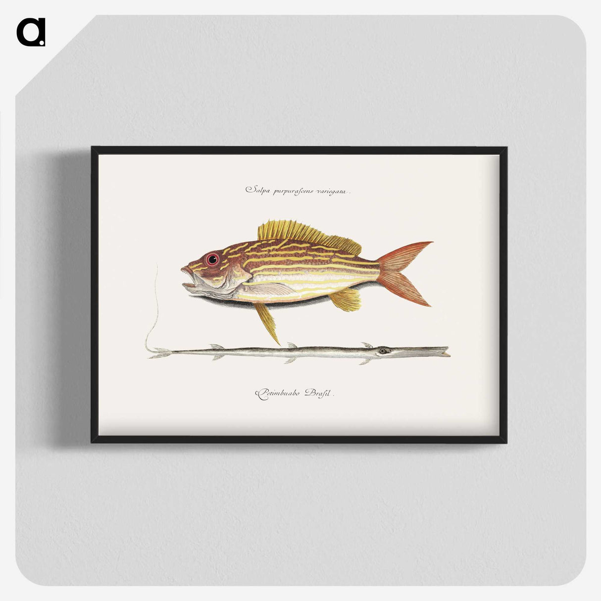 1-97_Mark-Catesby_blk-crop